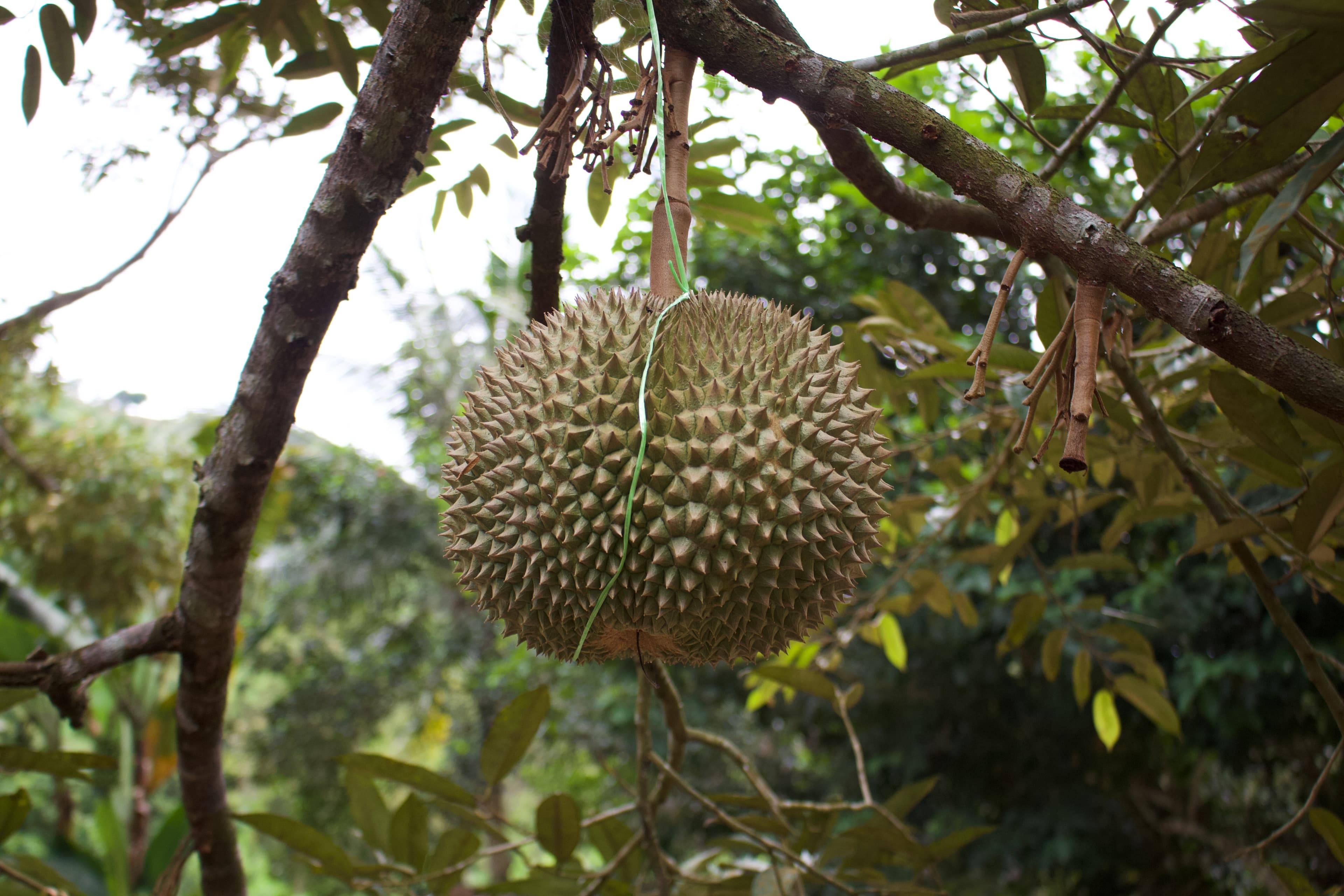 Durian Orchard